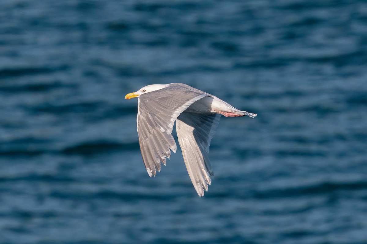 racek šedokřídlý - ML646340487