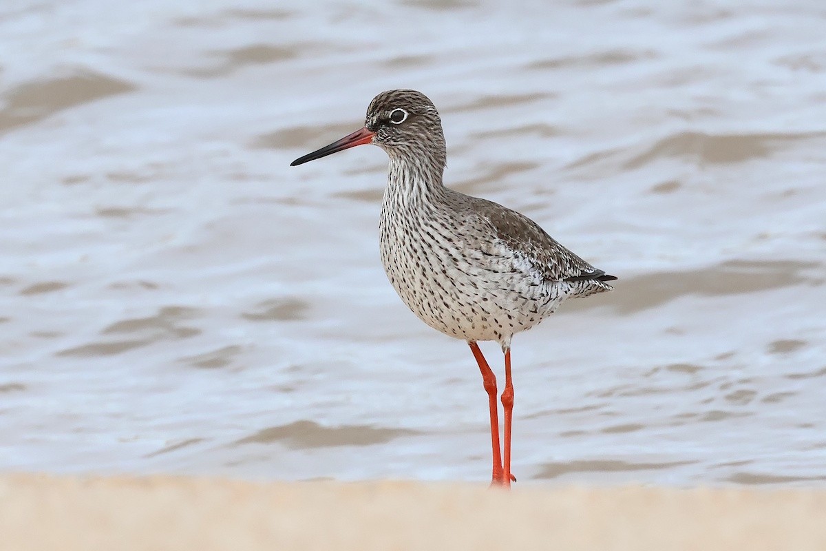 vodouš rudonohý - ML646340488