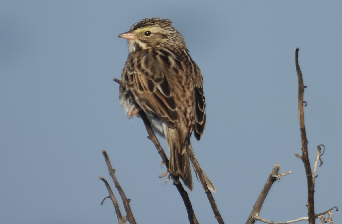 strnadec luční - ML646340491