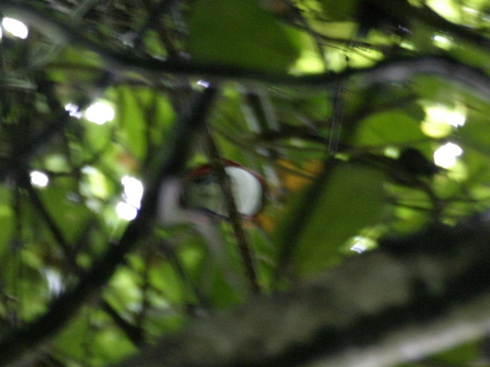 rajka královská - ML646340492