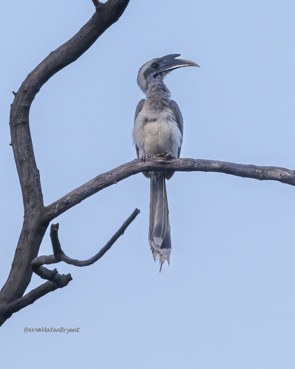 zoborožec klínoocasý - ML646340493