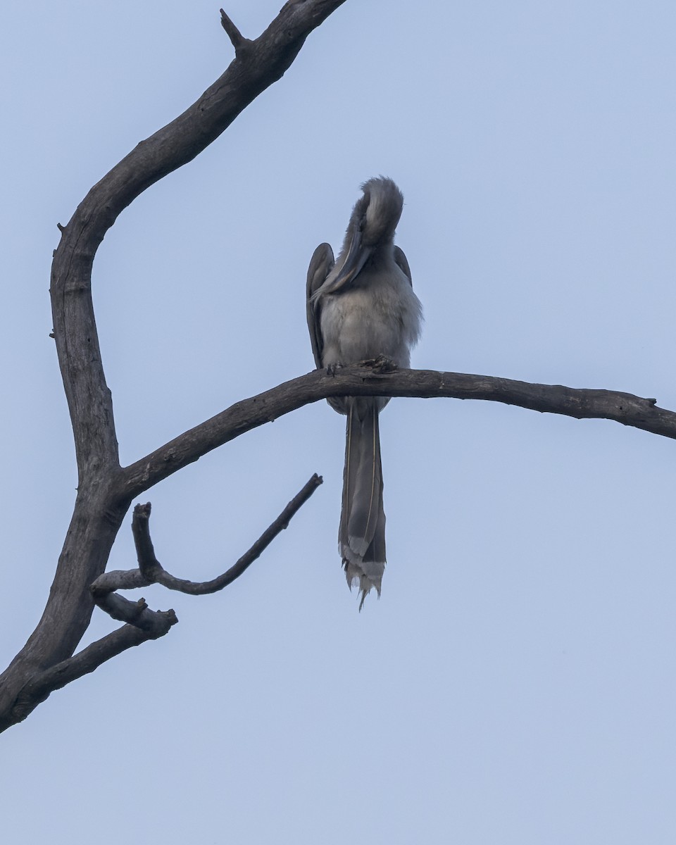 zoborožec klínoocasý - ML646340494