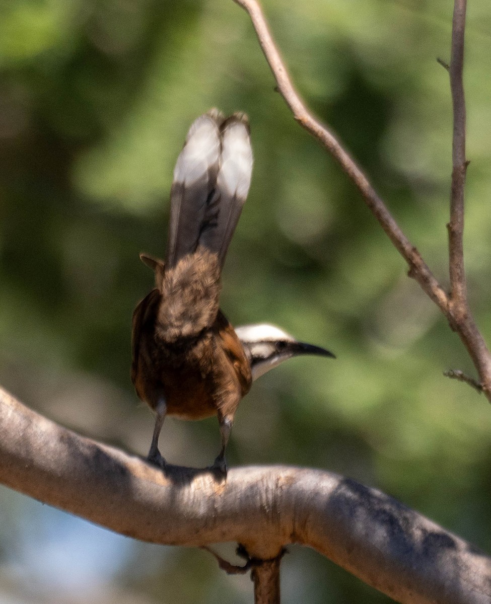 timáliovec šedotemenný - ML646340496