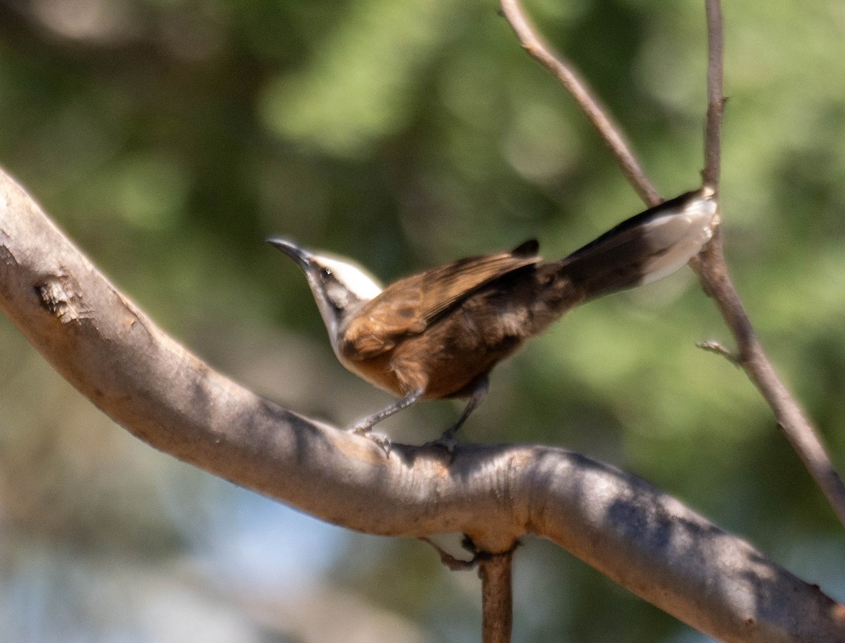 timáliovec šedotemenný - ML646340497