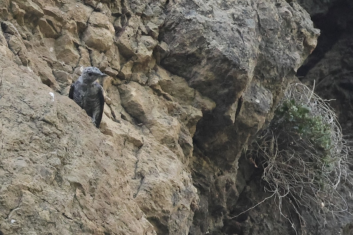 skalník modrý - ML646340498