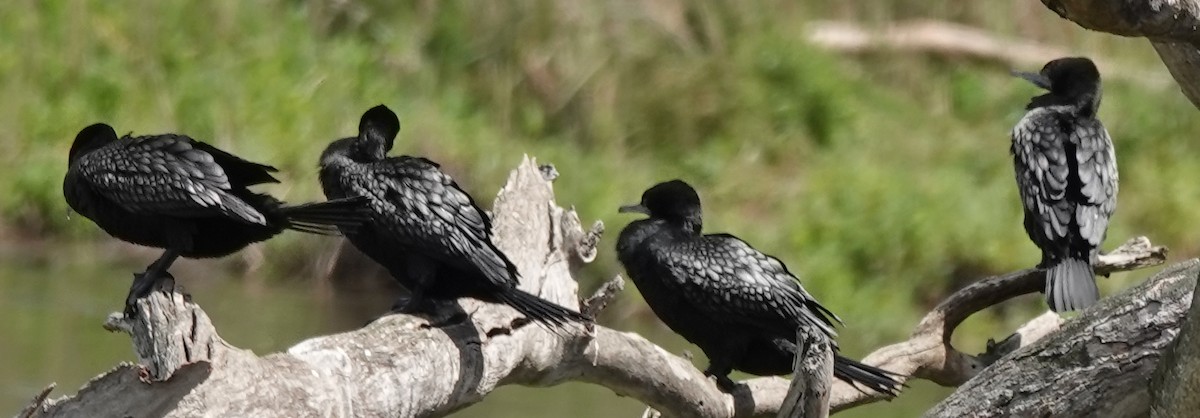 kormorán australský - ML646340499