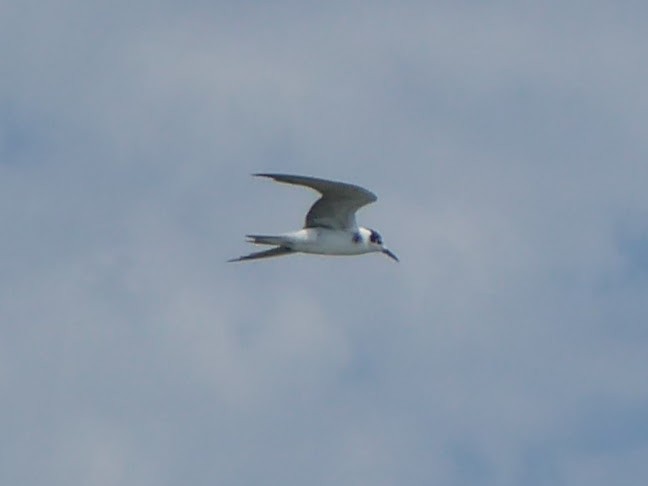 rybák černý - ML646340502