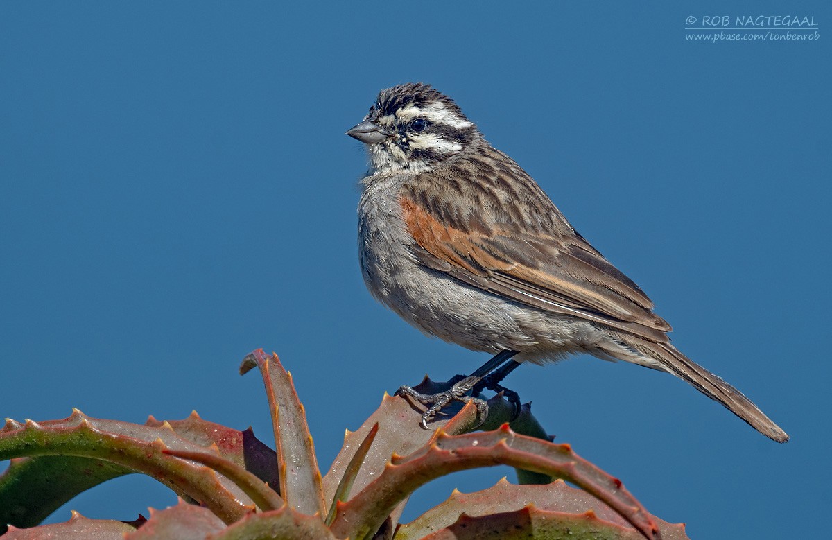 strnad kapský - ML646340503