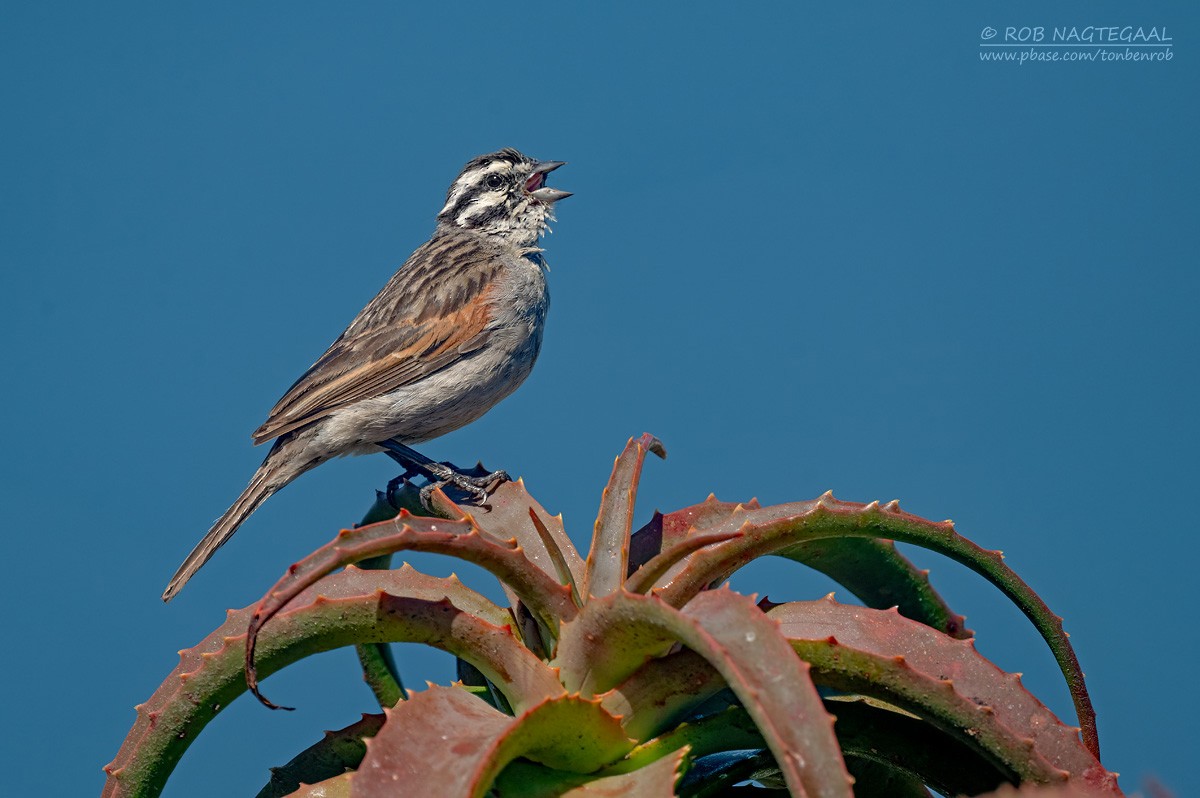 strnad kapský - ML646340504