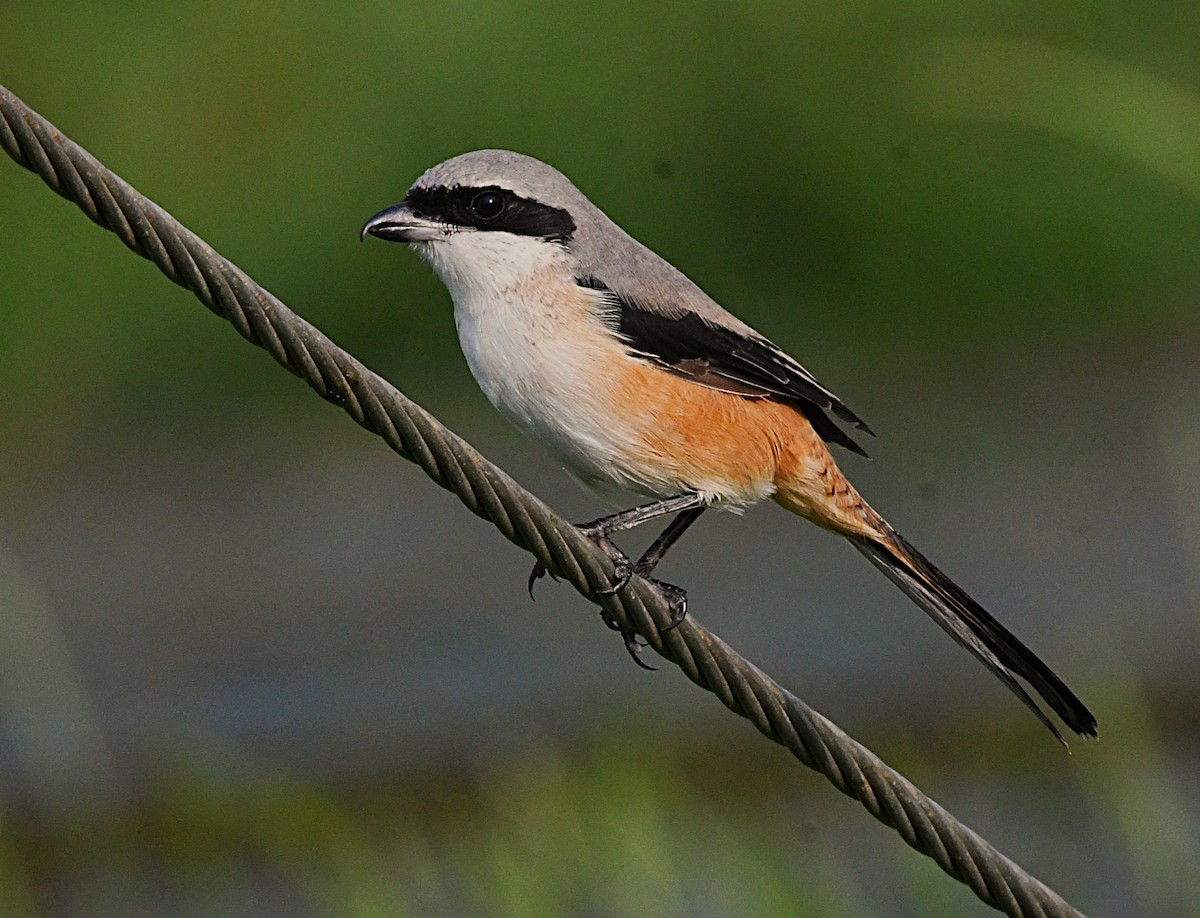 ťuhýk královský - ML646340505