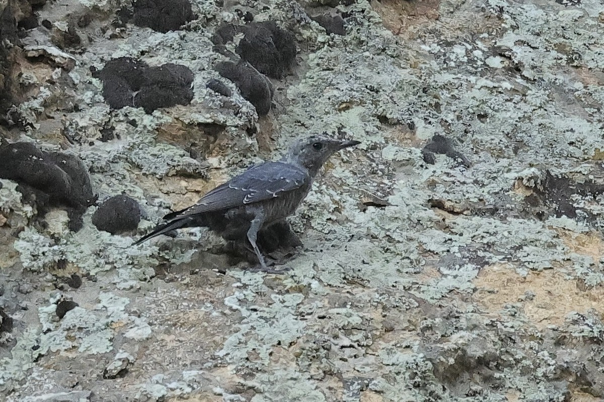 skalník modrý - ML646340506