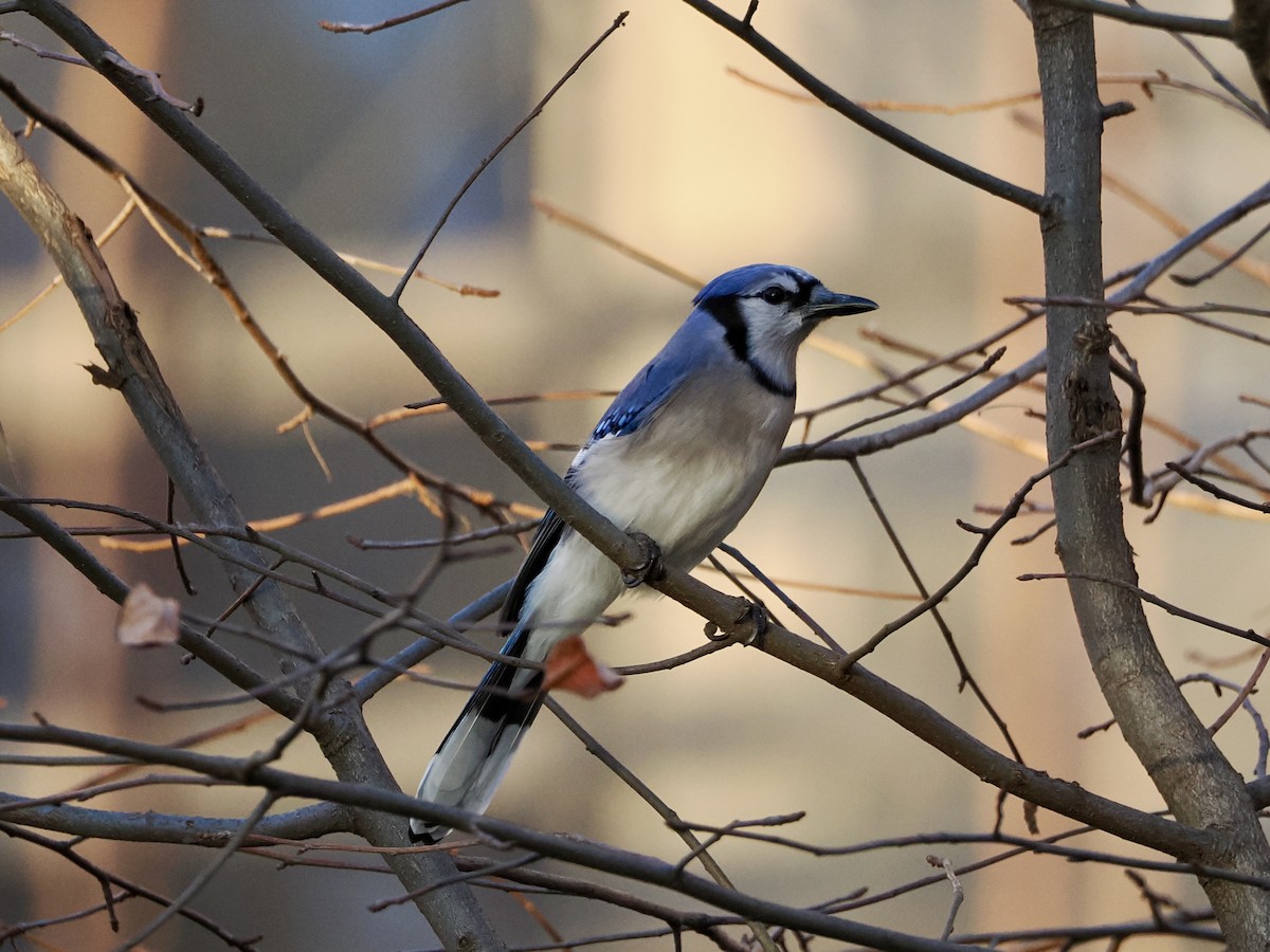 Голубая сойка - ML646340507