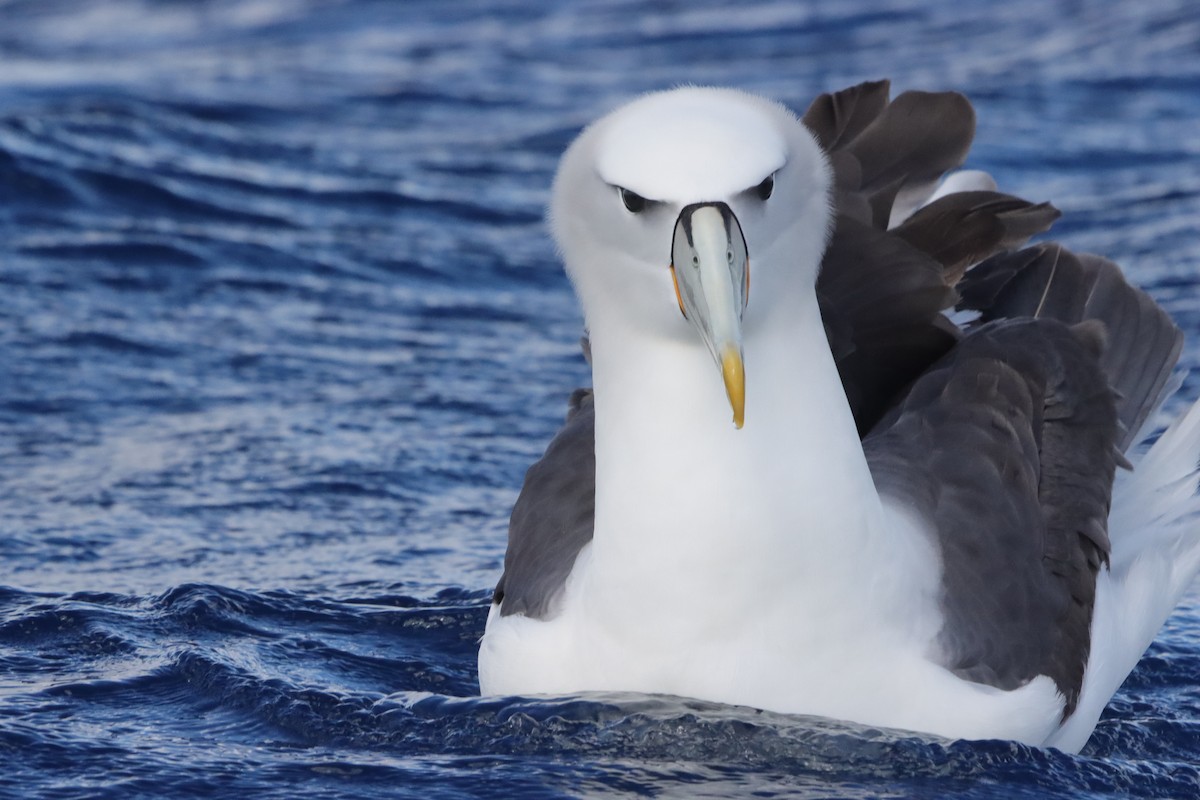 Белошапочный альбатрос - ML646340510