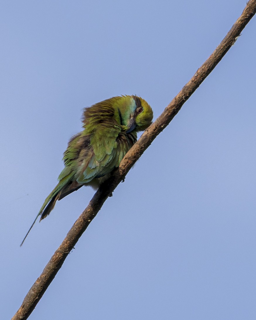 Asian Green Bee-eater - ML646340511