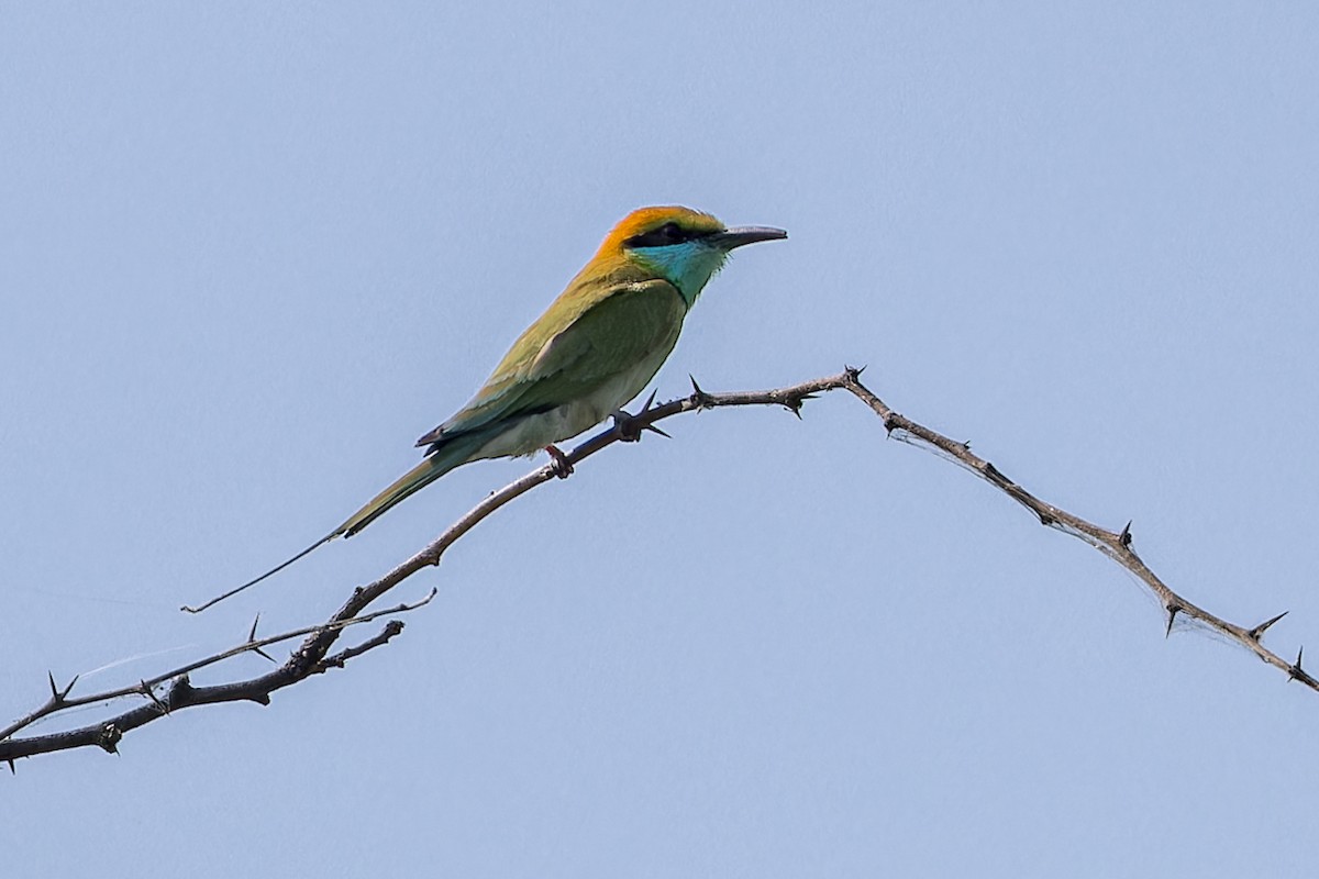 Asian Green Bee-eater - ML646340512
