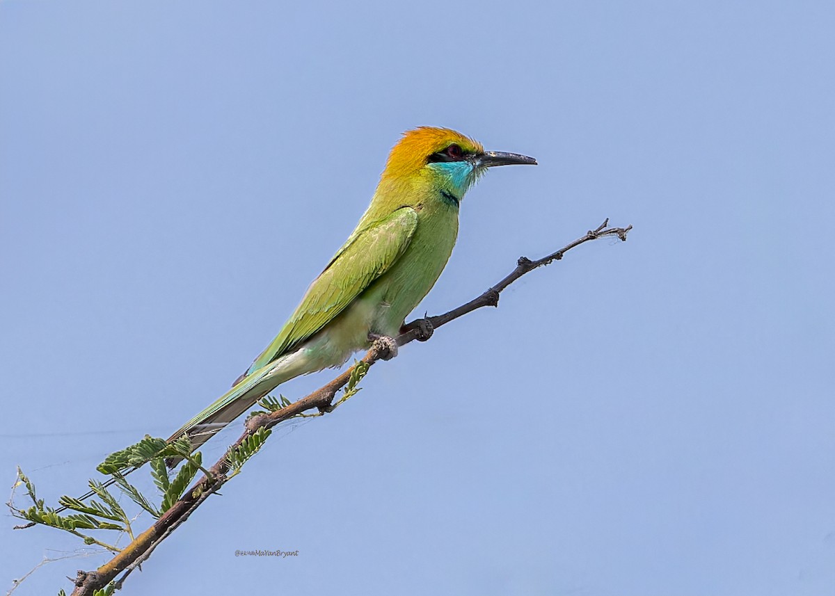 Asian Green Bee-eater - ML646340513