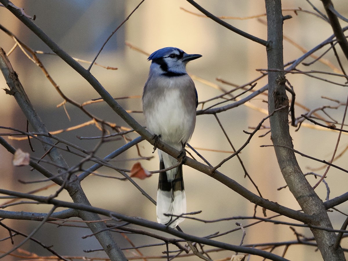 Голубая сойка - ML646340514