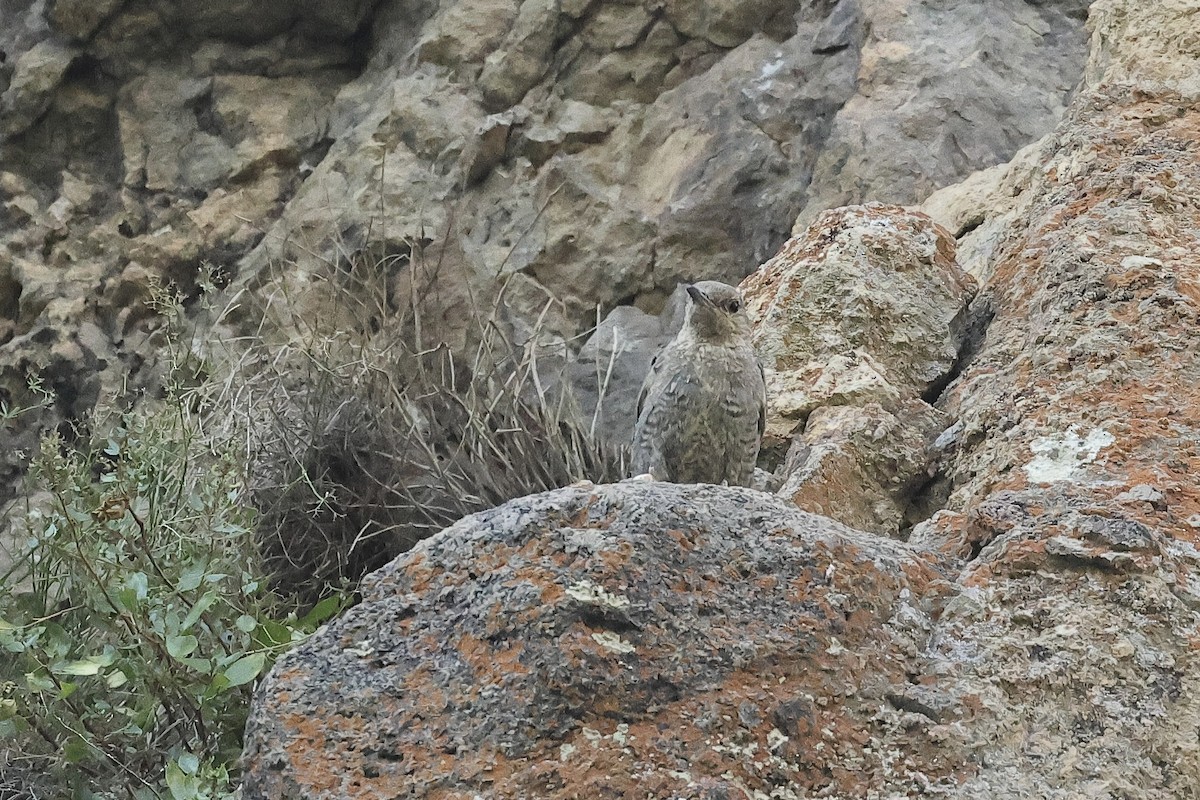 Синий каменный дрозд - ML646340515