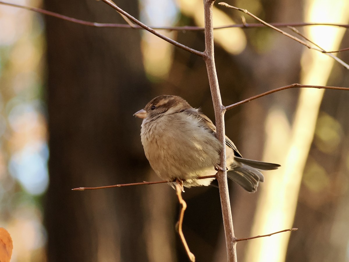 Домовый воробей - ML646340516
