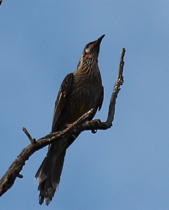 Краснолопастный серёжкоух - ML646340517