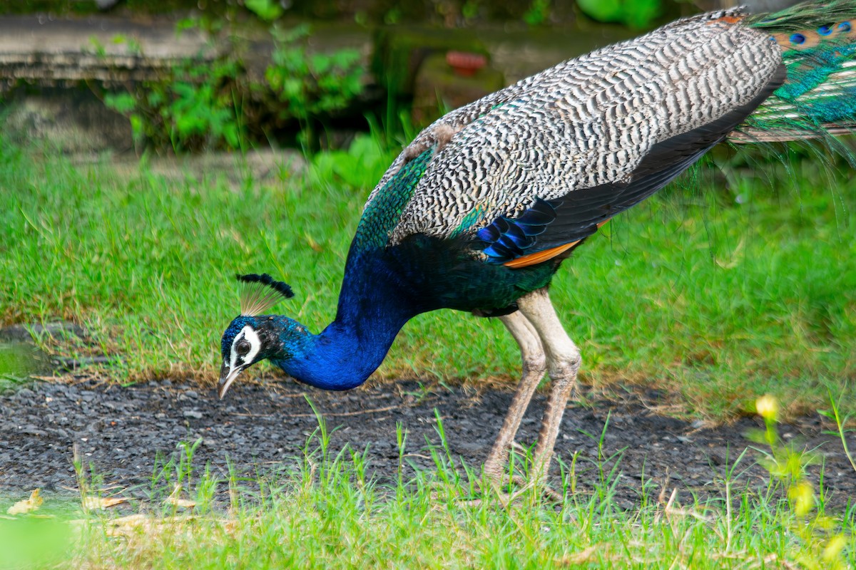 Индийский павлин - ML646340518