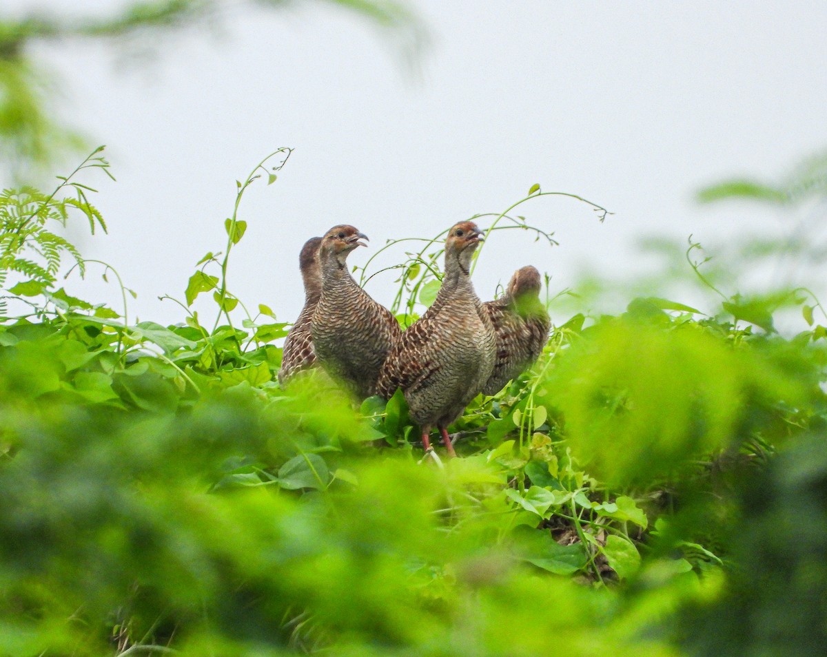 Серый турач - ML646340520