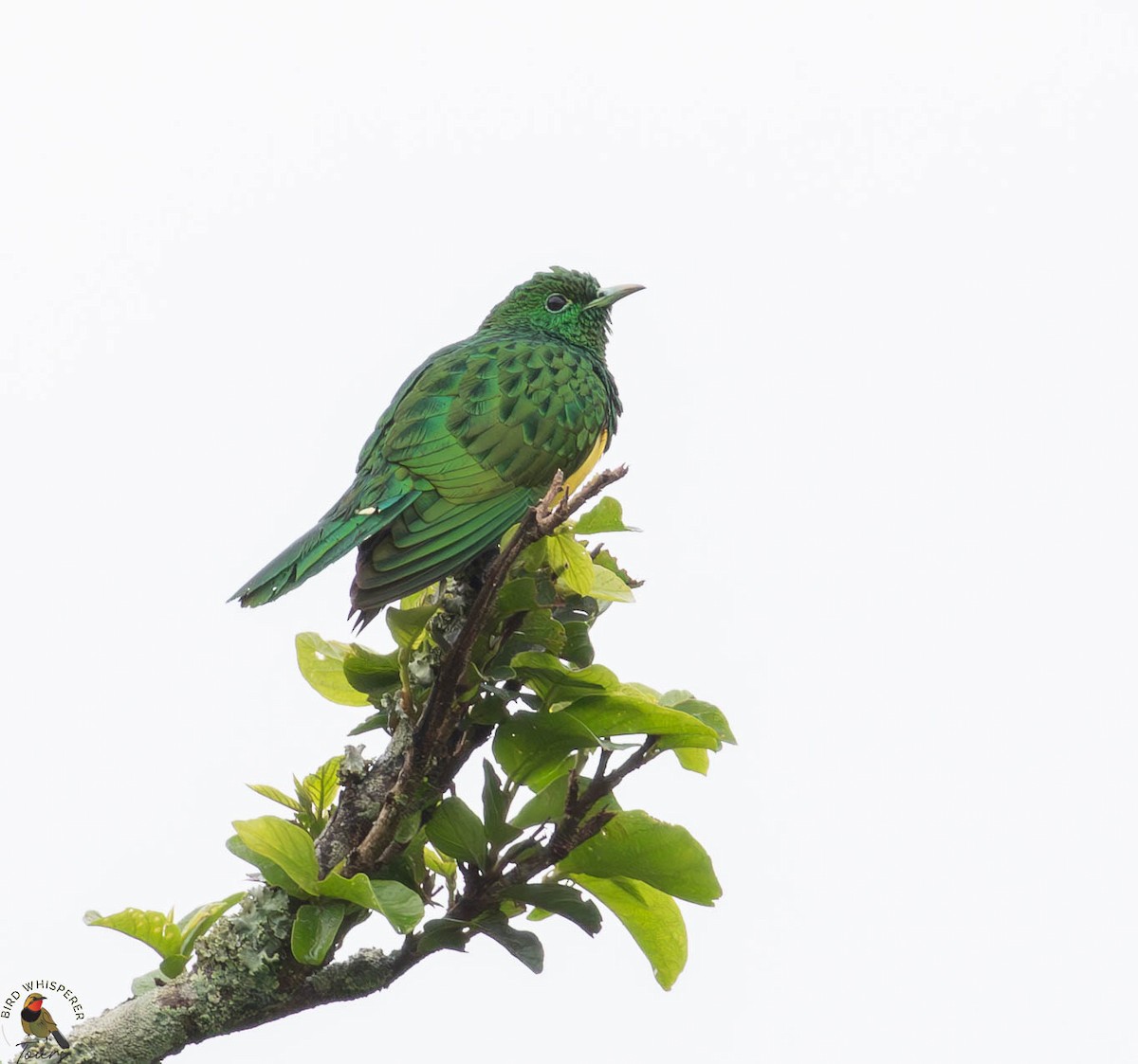 Желтобрюхая кукушка - ML646340521