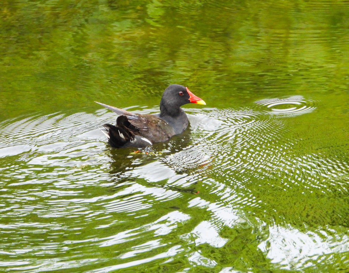 Teichhuhn - ML646340522