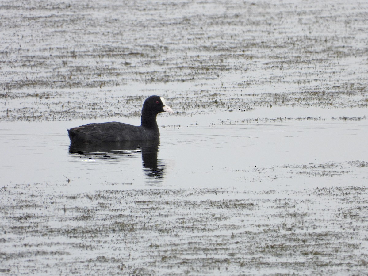 Blässhuhn - ML646340524