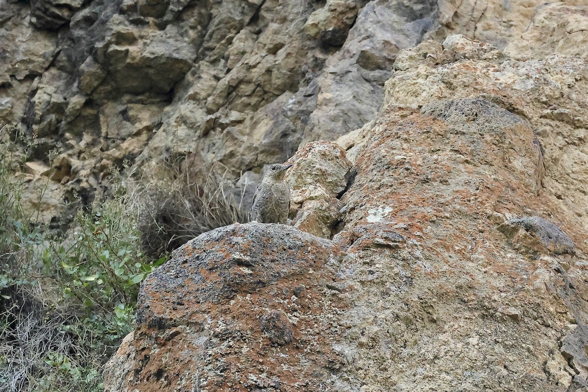 Blaumerle - ML646340525