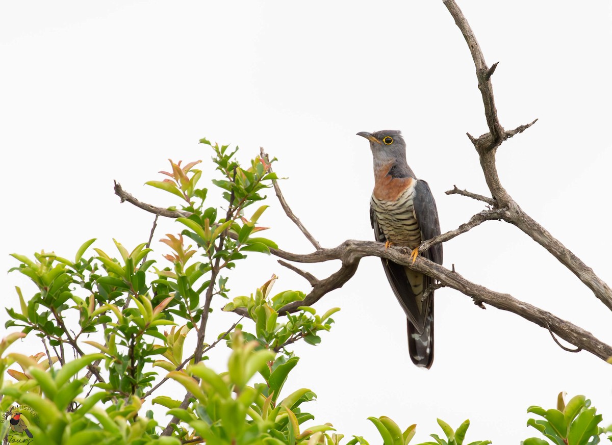 Einsiedlerkuckuck - ML646340526