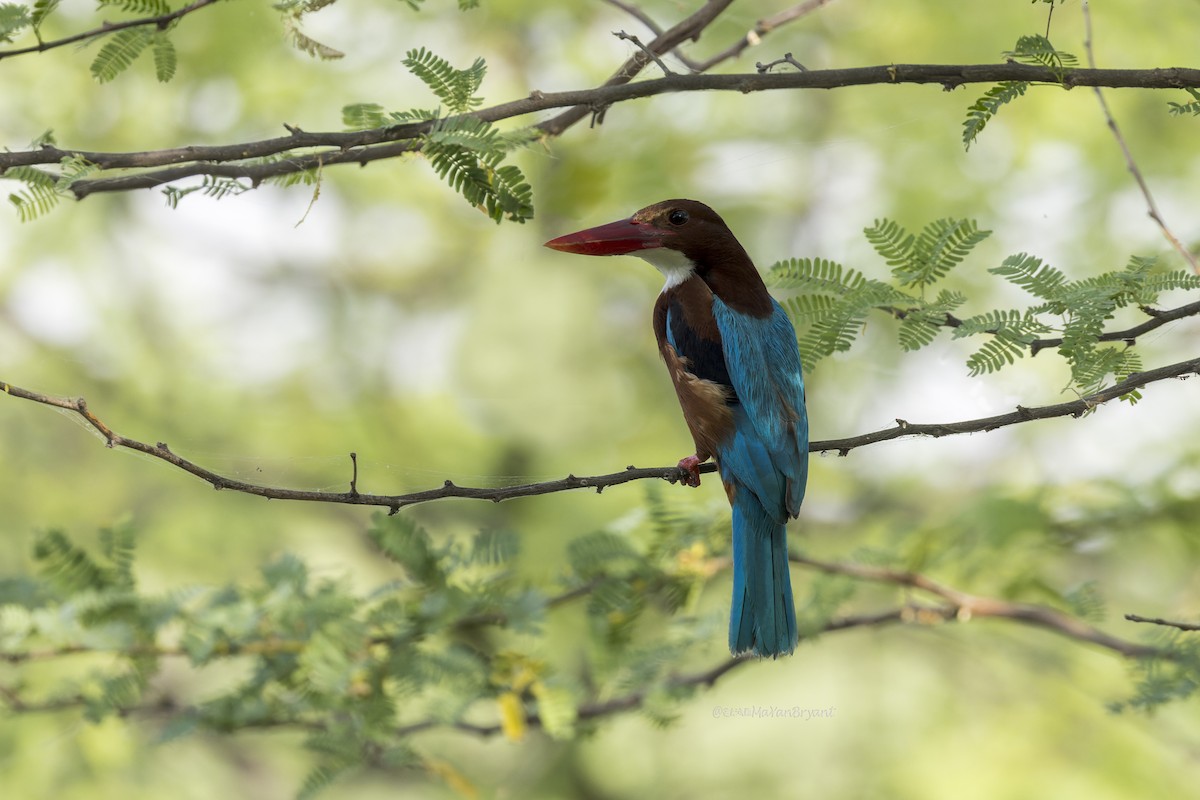 Braunliest - ML646340527