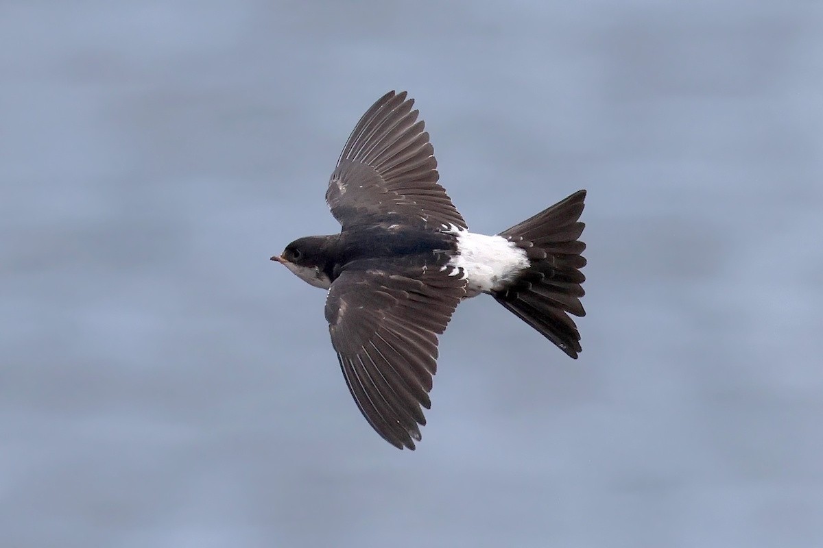 Mehlschwalbe - ML646340528