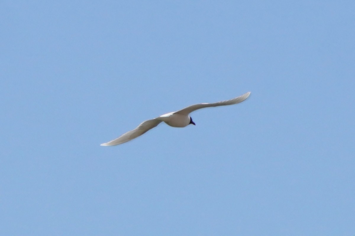 Schwarzkopfmöwe - ML646340533