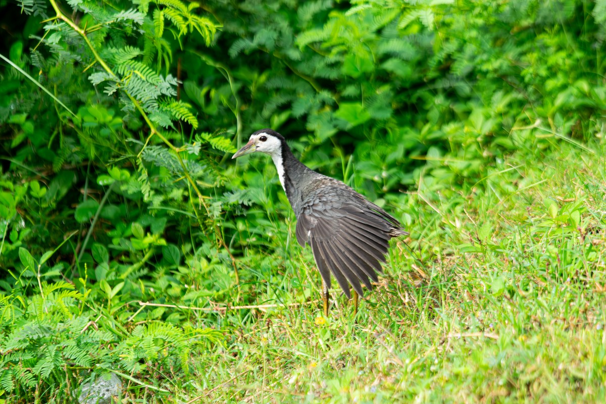 Weißbrust-Kielralle - ML646340534