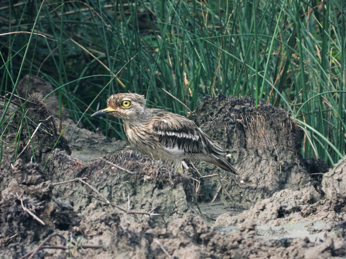 Indian Thick-knee - ML646340536