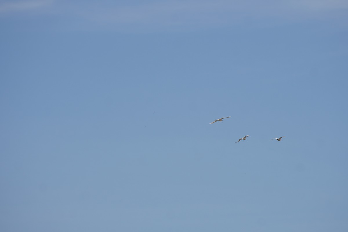 Schwarzkopfmöwe - ML646340537