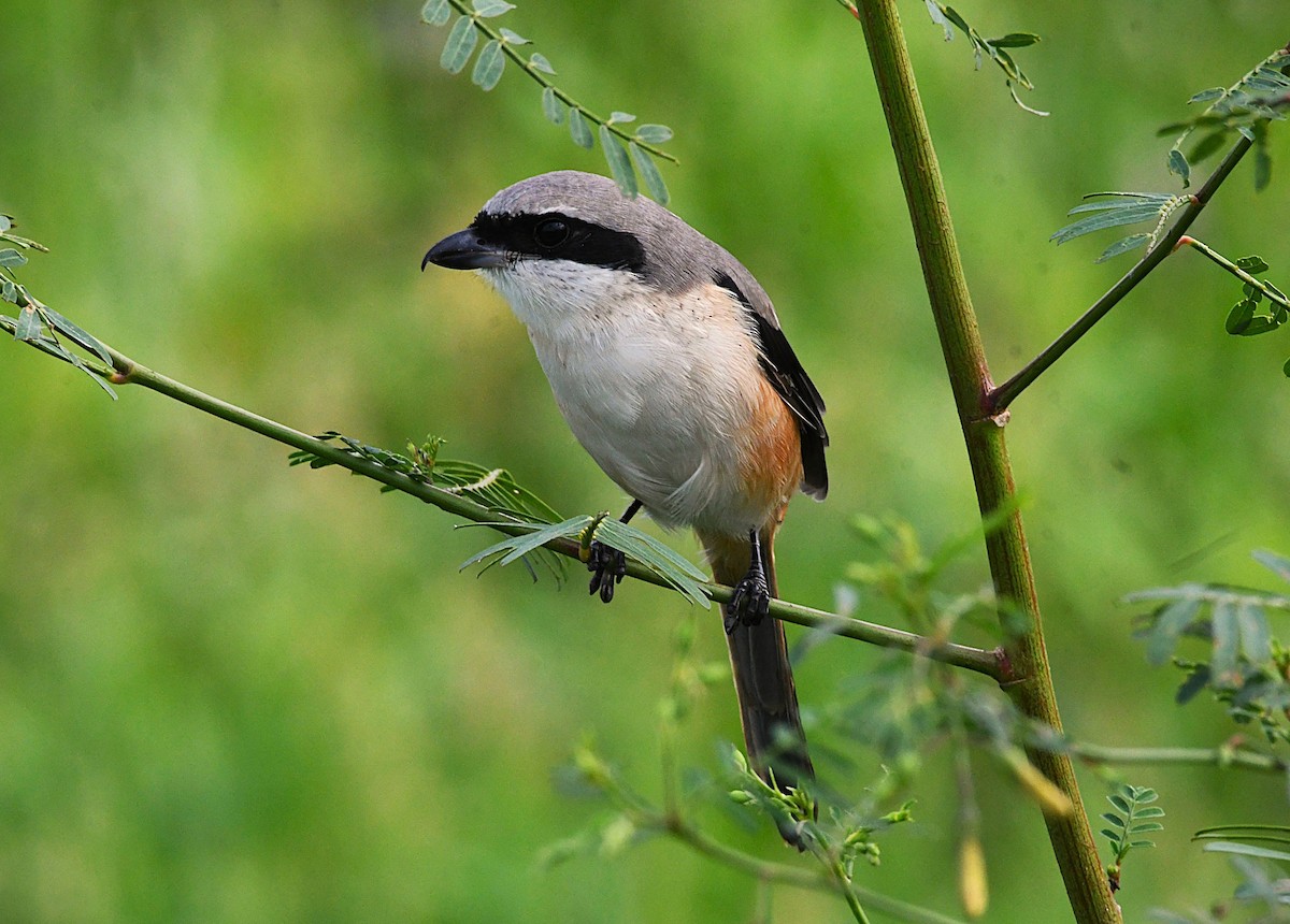 Schachwürger - ML646340538