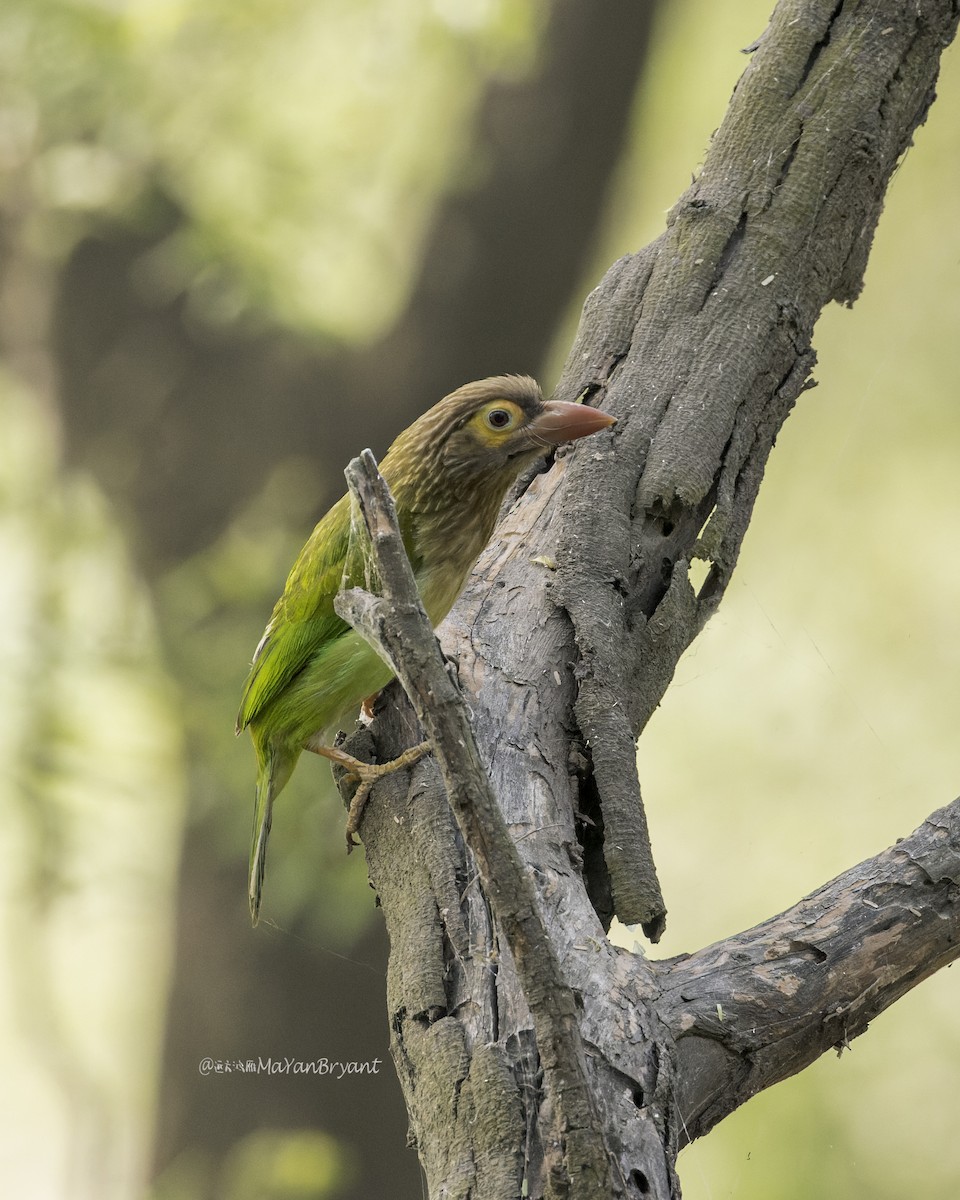 Braunkopf-Bartvogel - ML646340539