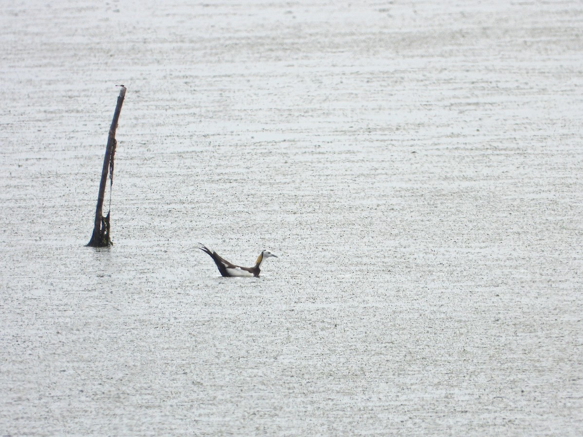 Sülün Kuyruklu Jakana - ML646340540