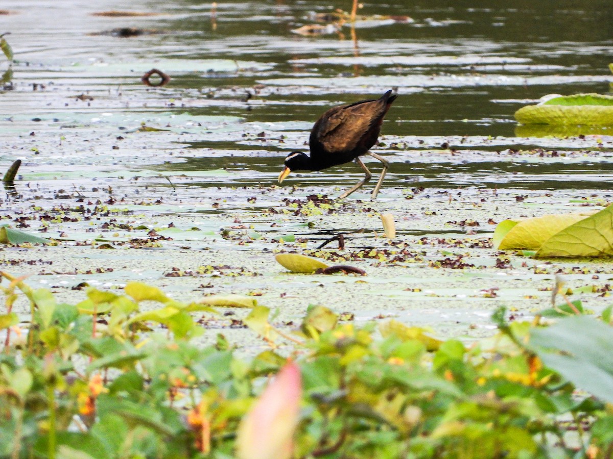 ostnák hnědoocasý - ML646340542