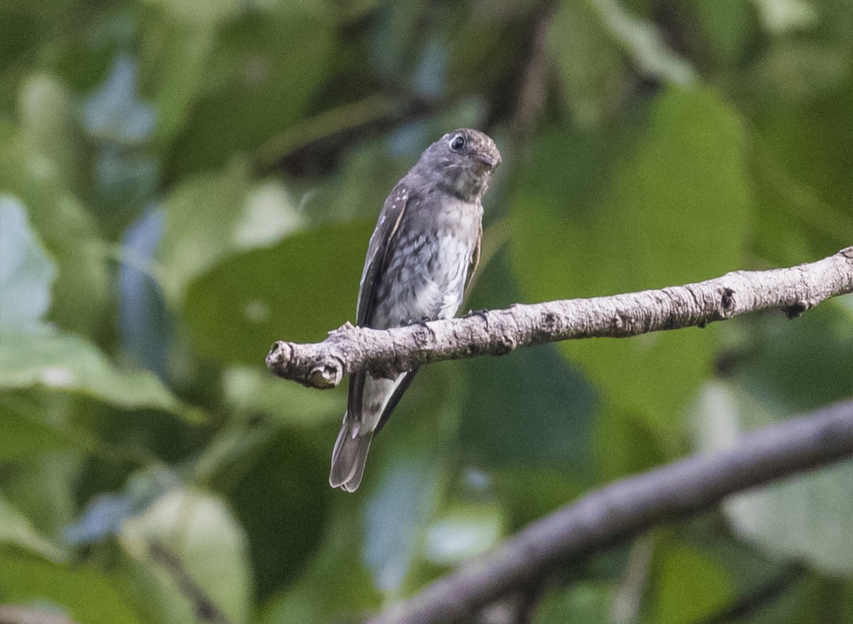 Dark-sided Flycatcher - ML646340543