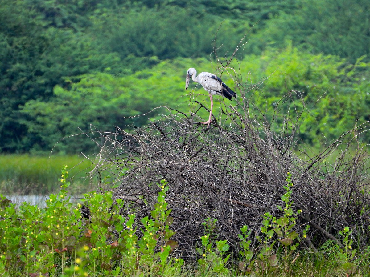 Bec-ouvert indien - ML646340544