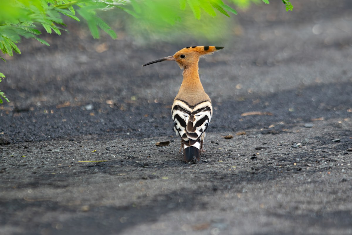 Huppe fasciée - ML646340549