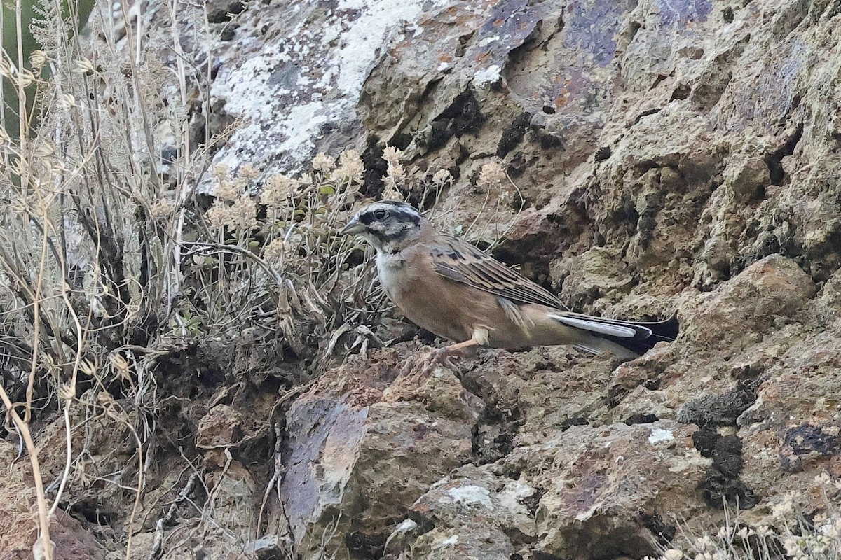 Zigolo muciatto - ML646340550