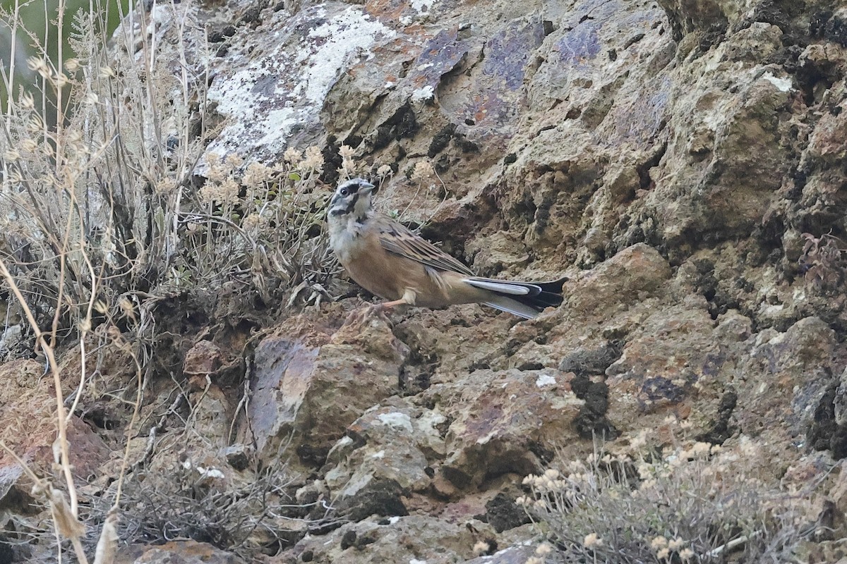 Bruant fou - ML646340551