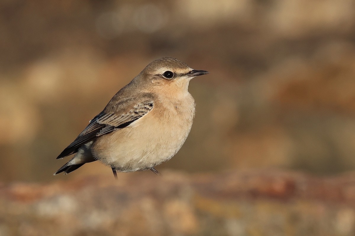 Traquet motteux - ML646340552