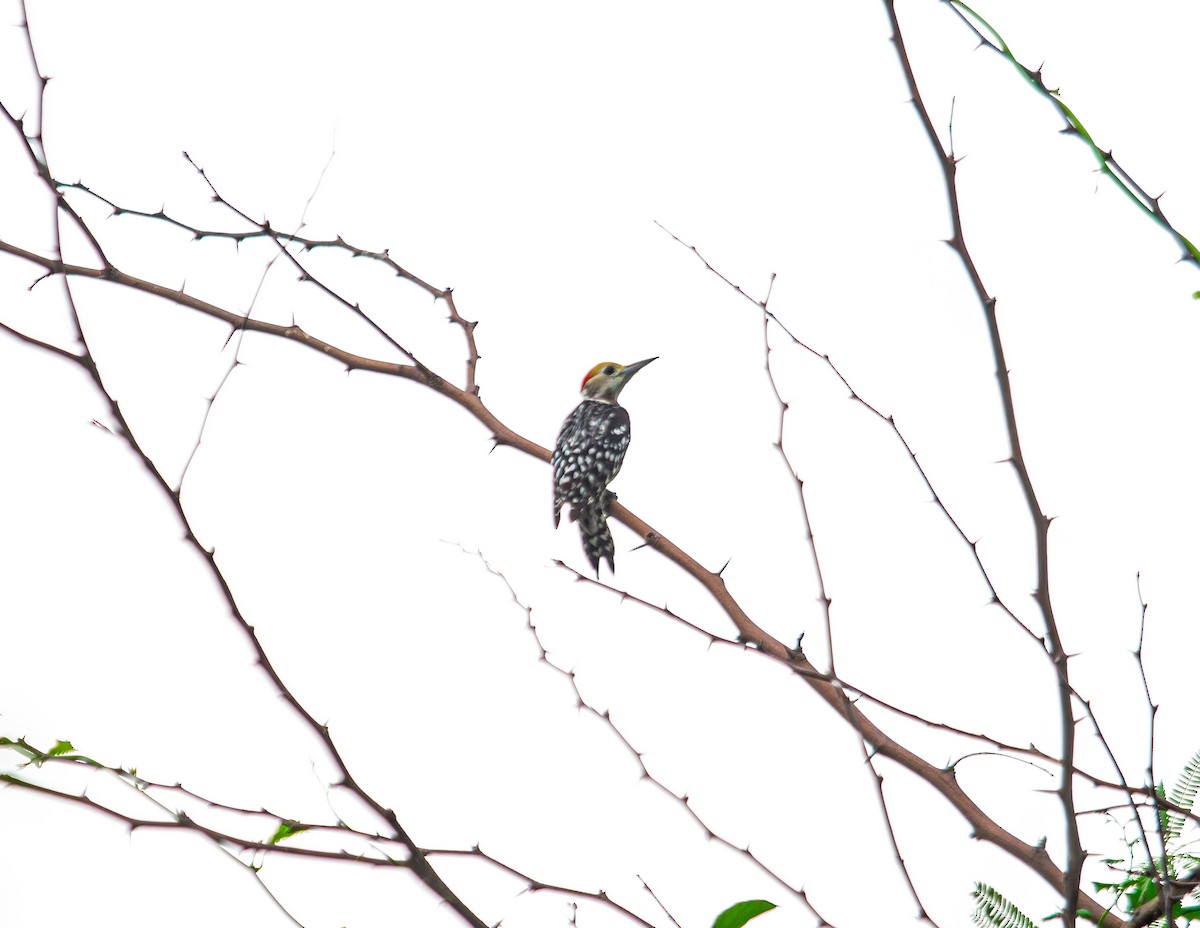 Pic mahratte - ML646340553