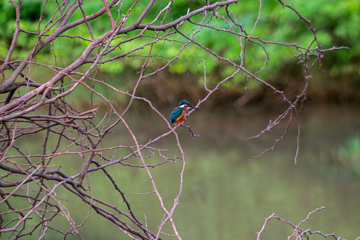 Martin-pêcheur d'Europe - ML646340555