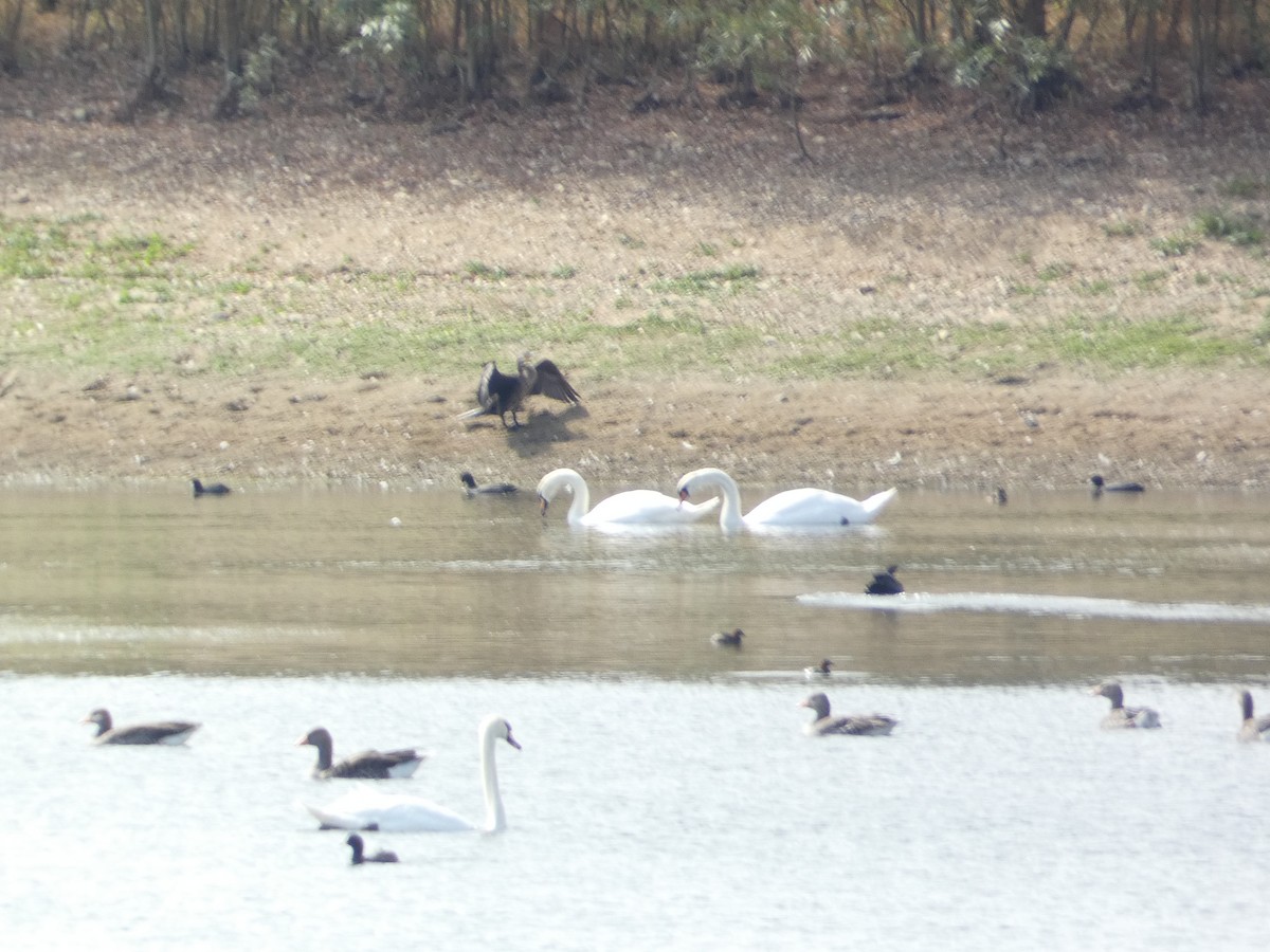 疣鼻天鵝 - ML646340558